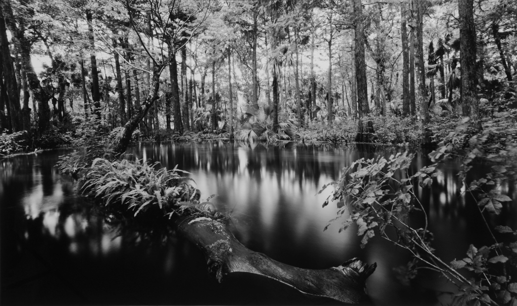 "Loxahatchee River" by Clyde Butcher
