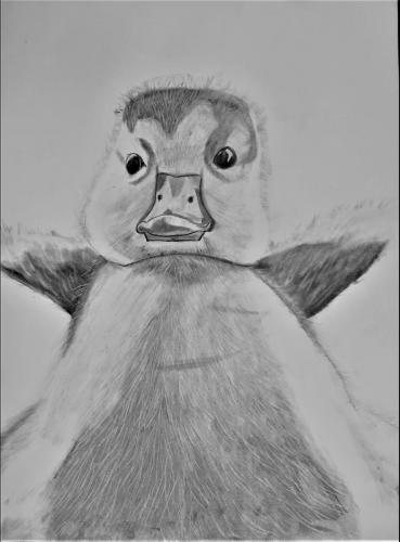 Austin WilliamsBaby DuckDrawing I