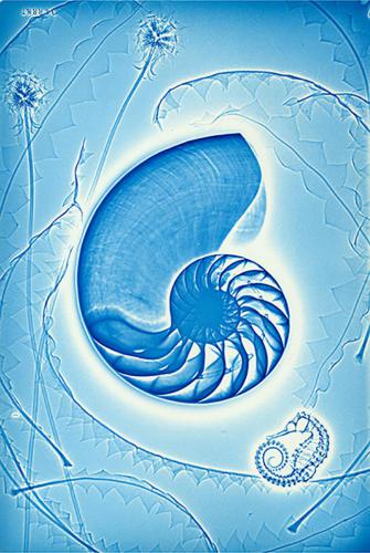 Sheila Pinkel. Nautilus. Photography. 2016