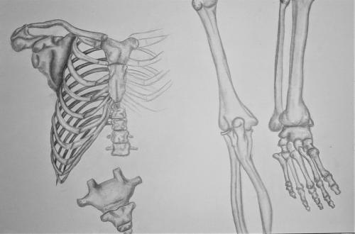 Cheyenne WilliamsonSkeletal Study Drawing II