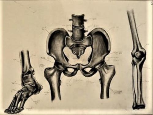 Kaitlin McNettSkeletal StudyDrawing II