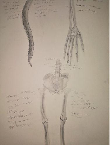Ian PanagiotisBonesDrawing II