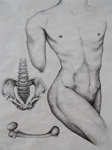 Colin NessleyAnatomy StudyDrawing II