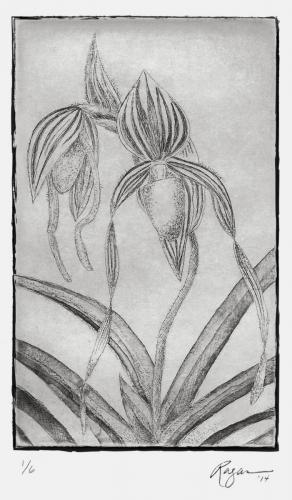 Ragan Brown"Orchid (Paphiopedilum Philippinense X Paph. Sanderianum)", 2014Intaglio Print4 x 6in.